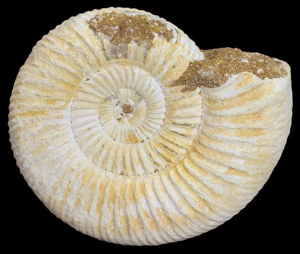 Perisphinctes Ammonite - Jurassic #54234
